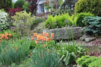 A City of Windsor garden in Dieppe Park May 20, 2015.  (Photo by Adelle Loiselle)