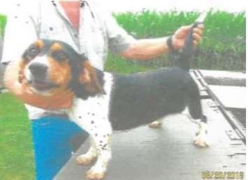 One of seven beagles that were stolen from an address in Lakeshore. (Photo courtesy of the OPP)