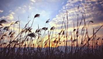 Phragmites by sunset. (Photo from Pexels by Kaboompics.com)