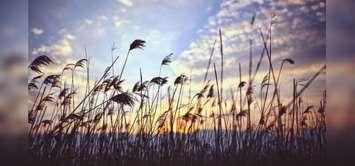 Phragmites by sunset. (Photo from Pexels by Kaboompics.com)