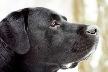 Photo courtesy © Can Stock Photo Inc. / pashabo