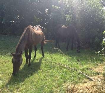 Some residents expressed concern for these horses, but they aren't neglected, just simply old. (Photo courtesy Windsor Essex County Humane Society)