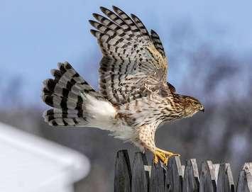 Cooper's Hawk. Photo provided by Ontario Provincial Police.