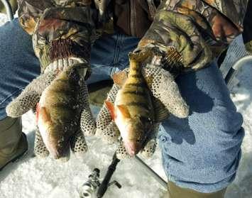 BlackburnNews.com file photo of yellow perch. (Photo courtesy © Can Stock Photo Inc. / dcwcreations)
