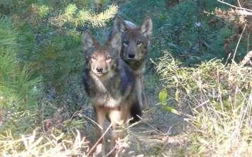 (Photo of the Eastern Wolf courtesy of the Nature Conservancy of Canada)