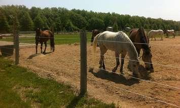 BlackburnNews.com file photo, horses at the Windsor-Essex Therapeutic Riding Association.
