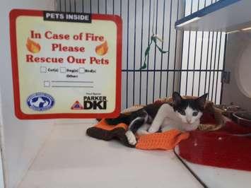 The Windsor-Essex County Humane Society launches a decal program designed to warn emergency responders if there are animals in the home, July 16, 2019. Photo by Mark Brown/Blackburn News.