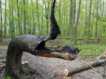 A tree designated by ERCA as an Indigenous Signal Tree is shown damaged on May 20, 2019. Photo provided by Essex Region Conservation Authority.