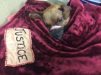 Justice following his neuter surgery. (Photo courtesy Windsor/Essex County Humane Society)