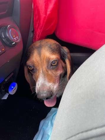 One of seven beagles that were stolen from a property in Lakeshore on June 5, 2021. (Photo courtesy of the OPP)