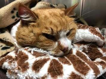 Elsa. This cat was found abandoned along a roadside in Essex on January 9, 2019. The Windsor-Essex County Humane Society is looking for information. Photo provided by the Windsor-Essex County Humane Society.
