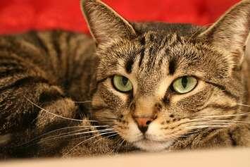 A tabby cat. File photo courtesy of © Can Stock Photo / stephconnell.