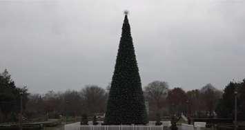 The 64ft Christmas Tree in Jackson Park as part of Bright Lights Windsor, courtesy of City of Windsor. 