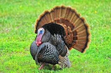 A wild turkey.  (Photo courtesy of the Nature Conservancy of Canada)