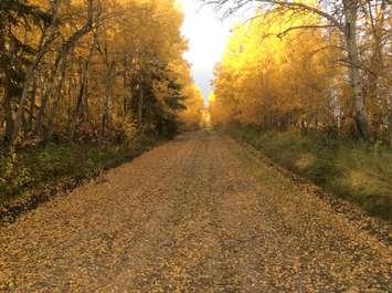 Fall leaves along a country road. Photo courtesy of the Nature Conservancy of Canada.