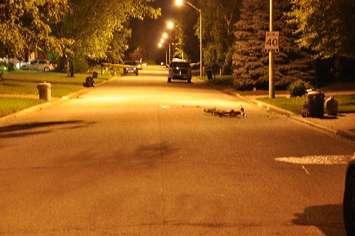 The scene of a fatal hit and run in LaSalle. (Photo courtesy LaSalle Police)