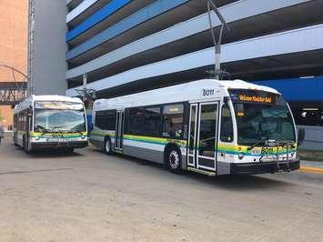 Transit Windsor diesel buses. July 16, 2018. (Photo by Paul Pedro)