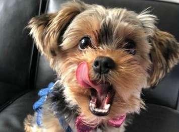 Maggie Sue, a Yorkie-Poo was attacked by a coyote while playing in her yard in LaSalle. (Photo courtesy of Lori Quaggiotto)