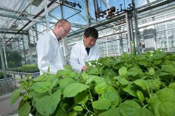 Greenhouse manager John Teat and research scientist Dr. Haifeng Wang check on the progress of plants producing antibodies in each cell. April 2015. (Photo from PlantForm's Facebook page)