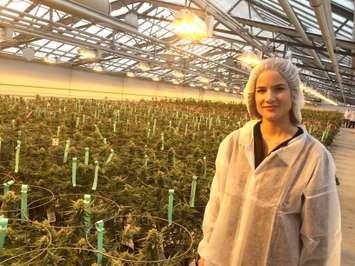 Sarah Dobbin, Patient Care Manager at Aphria, stands next to rows of medical marijuana plants at the company's Leamington greenhouses on February 19, 2016. (Photo by Ricardo Veneza)
