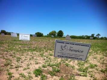 The site of the future hospice in Leamington, June 5, 2014. (Photo by Kevin Black)