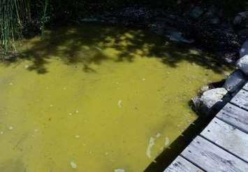 Blue-green algae bloom in an outdoor body of water. (BlackburnNews.com File Photo).