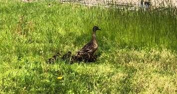 A duck and ducklings rescued by the GAINS class at Marlborough Public School. (Photo courtesy of Brittany Duckette)