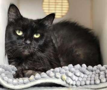 Sweet Angel, a black cat up for adoption at the Windsor/Essex County Humane Society, November 26, 2019. (Photo by Maureen Revait) 