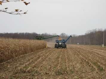 Harvesting. (CKNXNewsToday.ca photo by Bob Montgomery)