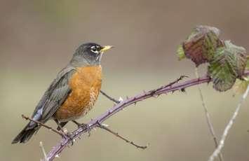 (A photo of an American Robin by Chandler Lennon for the National Audubon Society)