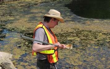 Kevin Taylor with Pestalto Environmental Services conducts mosquito surveillance at the Ojibway Nature Centre, May 25, 2016. (Photo by Maureen Revait) 

