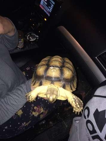 Firefighters rescued a tortoise from a house fire on Road 5 W in Kingsville, March 10, 2016. (Photo courtesy of Bob Kissner via Twitter)