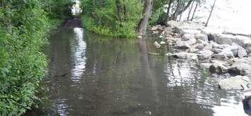 (Photo of a flooded trail on Peche Island courtesy of the City of Windsor)