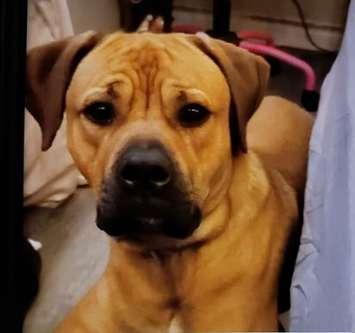 Windsor police are looking for a one-year-old bull mastiff and a truck that was stolen in east Windsor on September 2, 2021. (Photo courtesy of Windsor Police Service)
