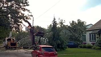 Tree falls on Felix Ave. (Photo courtesy Shaun Campbell)