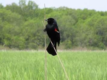 A red-winged blackbird at Point Pelee National Park, May 28, 2017. (Photo by Maureen Revait) 